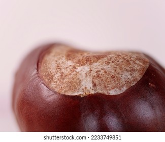 Macro photo of chestnut on a white background	 - Shutterstock ID 2233749851