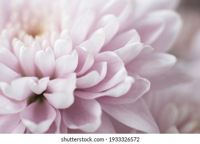 白菊花图片 库存照片和矢量图 Shutterstock