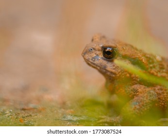 Macro Photo Of Common Toad (bufo Bufo)