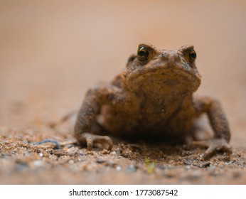 Macro Photo Of Common Toad (bufo Bufo)