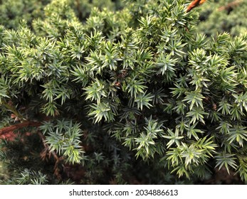 Macro photo coniferous bush. Stock photo green coniferous pine bush background
