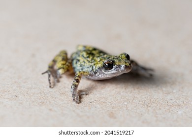 cute baby toads