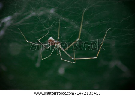 Macro photo of daddy long legs spider or longbodied cellar spider (Pholcus opilionides). The spider is in its web, hanging down. Green background