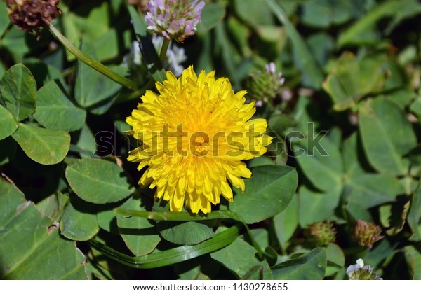 タンポポのマクロ写真 ふわふわした黄色い芽を持つタンポポの植物 黄色いタンポポの花が地面に生えています タンポポ タンポポポ の写真素材 今すぐ編集