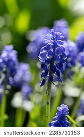 Macro photo of dark blue grape hyacinth muscari flowers planted in a flower bed. Photogaphed in a suburban garden in Pinner, Middlesex, UK