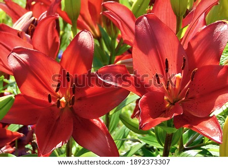macro photo with a decorative background of bright red flowers of a herbaceous lily plant for landscape design as a source for prints, posters, decor, interiors, advertising, wallpaper