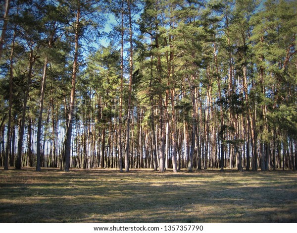 Macro Photo Decorative Background Forest Birch Stock Photo Edit