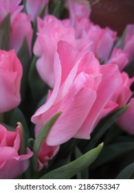 macro photo with a decorative floral background of spring pink flowers of a herbaceous plant of tulips for garden landscape design as a source for prints, posters, decor, wallpaper, interiors