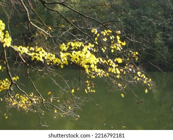 Macro Photo With Decorative Natural Landscape Background Of Tree Branches With Yellow Autumn Leaves Over The River Water In The Park For Design As A Source For Prints, Posters, Decor, Interiors