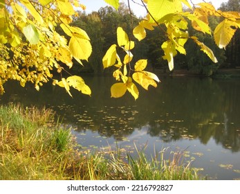 Macro Photo With A Decorative Natural Landscape Background Of Tree Branches With Yellow Leaves Over The River Water In The Park For Design As A Source For Prints, Posters, Decor, Interiors, Wallpaper,