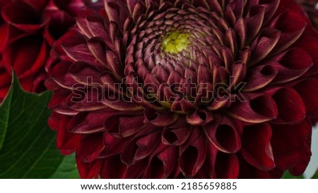 Macro photo Deep burgundy,red color dahlia,formal ornamental type, on a black background. Beautiful flower banner, close-up, copy space.Selective focus.Petal details.Pattern, circle.