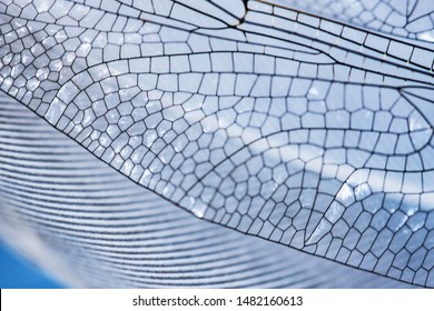 Macro Photo Of  Detail Of A Dragonfly Wing With Tansparent Cell Structure  Over Bird Feather. Background, Backdrop, Poster, Wallpaper