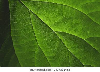 Macro photo, detailed green chlorophyll and veins of a leaf contrasted by the summer sun, horizontal. - Powered by Shutterstock