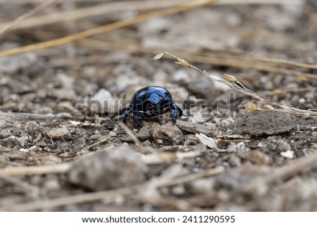Macro photo of a dor beetle on a forest path with leaves