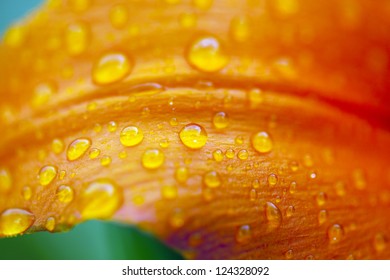   macro the photo of drops of water on a petal of an orange lily. small depth of sharpness