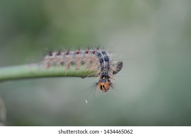 Macro Photo Of The European Gypsy Moth Caterpillar