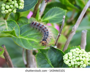 Macro Photo Of The European Gypsy Moth Caterpillar