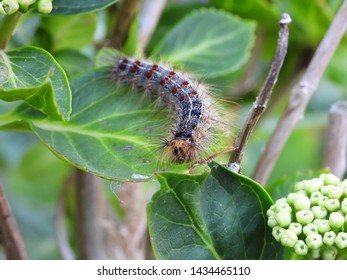 Macro Photo Of The European Gypsy Moth Caterpillar