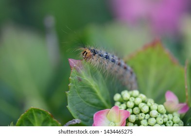 Macro Photo Of The European Gypsy Moth Caterpillar