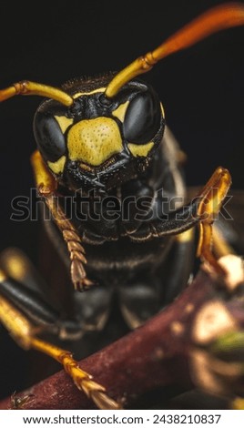 Macro Photo of European Paper Wasp - Polistes dominula