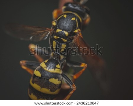 Macro Photo of European Paper Wasp - Polistes dominula