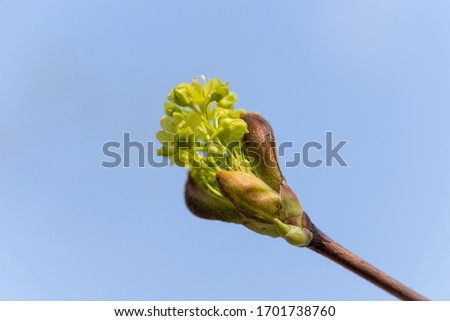 Similar – bud Colour photo