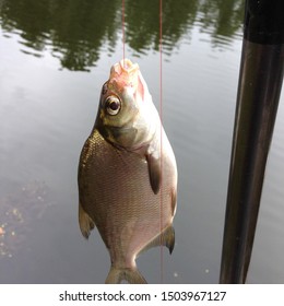 Fishing Thread Macro-photo-fishing-bream-fish-260nw-1503967127