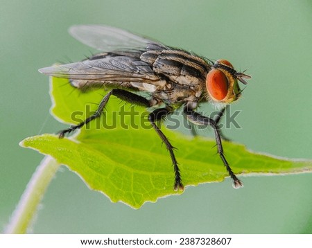 Macro photo of flies hovering on leaves