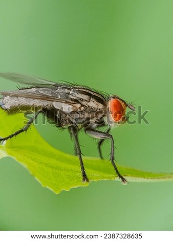 Macro photo of flies hovering on leaves