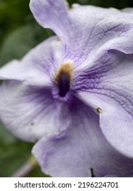 Macro Photo Flower Sierra Nevada Colombia