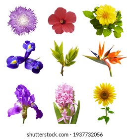 Macro photo of flowers set: iris, strelitzia, ipomoea, sunflower, hibiscus, hyacinth, green bushes, cirsium vulgare on white background. - Shutterstock ID 1937732056