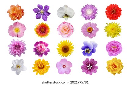 Macro photo of flowers set: rose, sunflower, zinnia, cirsium, pion, Chrysanthemum, hibiscus, pansy, clematis on a white isolated background