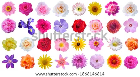 Macro photo of flowers set: rose, 
sunflower, zinnia, cirsium, 
pion, Chrysánthemum, 
cactus flower, hibiscus  on a white isolated background