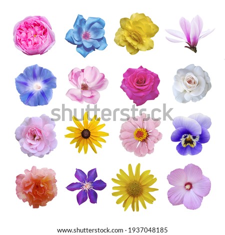 Macro photo of flowers set: rose, arnica montana, ipomoea, magnolia, zinnia, hibiscus on white background.