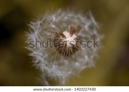 Similar – dandelion Life Harmonious