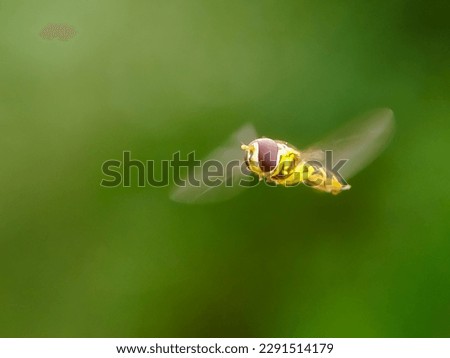 Similar – Hoverfly kisses blossom