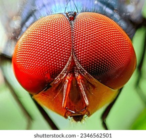 A macro photo of a fly at the head and eyes. The hexagon-shaped eye facets are visible 