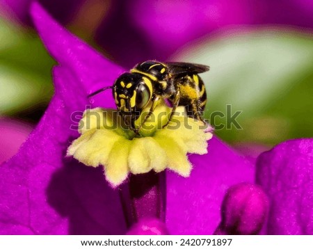 Macro photo focus on bee that in the middle of yellow and purple flower with blur background.