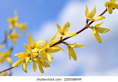 Macro photo of forsythia flowers. Yellow blooming texture on blue sky background, flowering forsythia with selective focus - Powered by Shutterstock