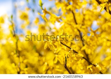 Similar – Golden Spring Colour photo