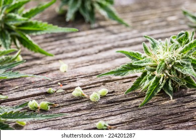 Macro photo of fresh marijuana bud on grunge wooden desk. Selective focus. Color toned image. Copy space. Selective focus.