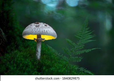 Macro photo of glowing mushroom in the early evening forest, moss in the foreground, fern leaf in the background (Macrolepiota procera)