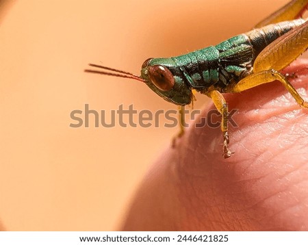 macro photo of a grasshopper perched on a finger