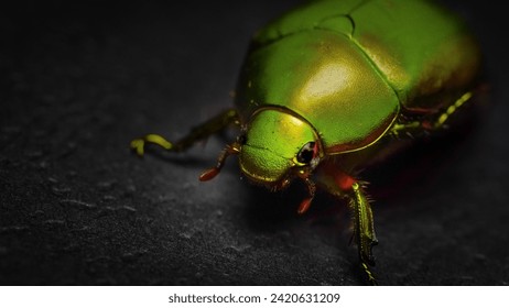 Macro photo green color bug in dark back ground