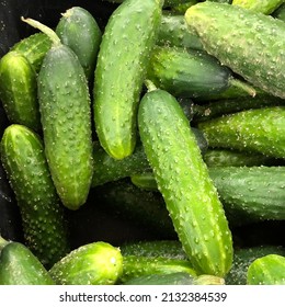 Macro photo green cucumber. Stock photo fresh green cucumber vegetable background