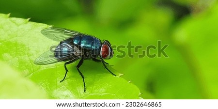 Macro photo of a green fly with a blurry background

Green flies are often the source of disease. This is because they can transmit pathogens in their bodies through saliva when they land on food