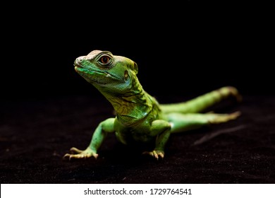 Macro photo of a green gecko in a black background full of detail