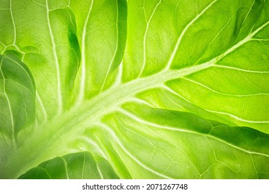 Macro photo of green lettuce leaf texture with light shine through. Abstract natural background of plant with symmetrical veins and a mesh pattern. Selective focus.