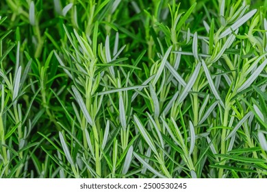 It's macro photo of the green Rosemary in the garden. It is close up view of fresh Rosemary in sunny midday. - Powered by Shutterstock