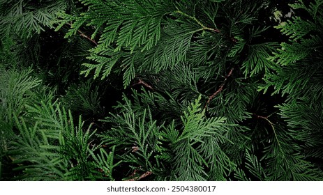 macro photo of greenery ,background green branches, green natural background, background thuja trees, green branches of native shade, macro photo of a Christmas tree - Powered by Shutterstock